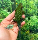 Magazoo Adult Male Emerald swift