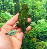 Magazoo Lézard Épineux Émeraude Mâle Adulte