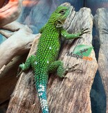 Magazoo Lézard Épineux Émeraude Mâle Adulte