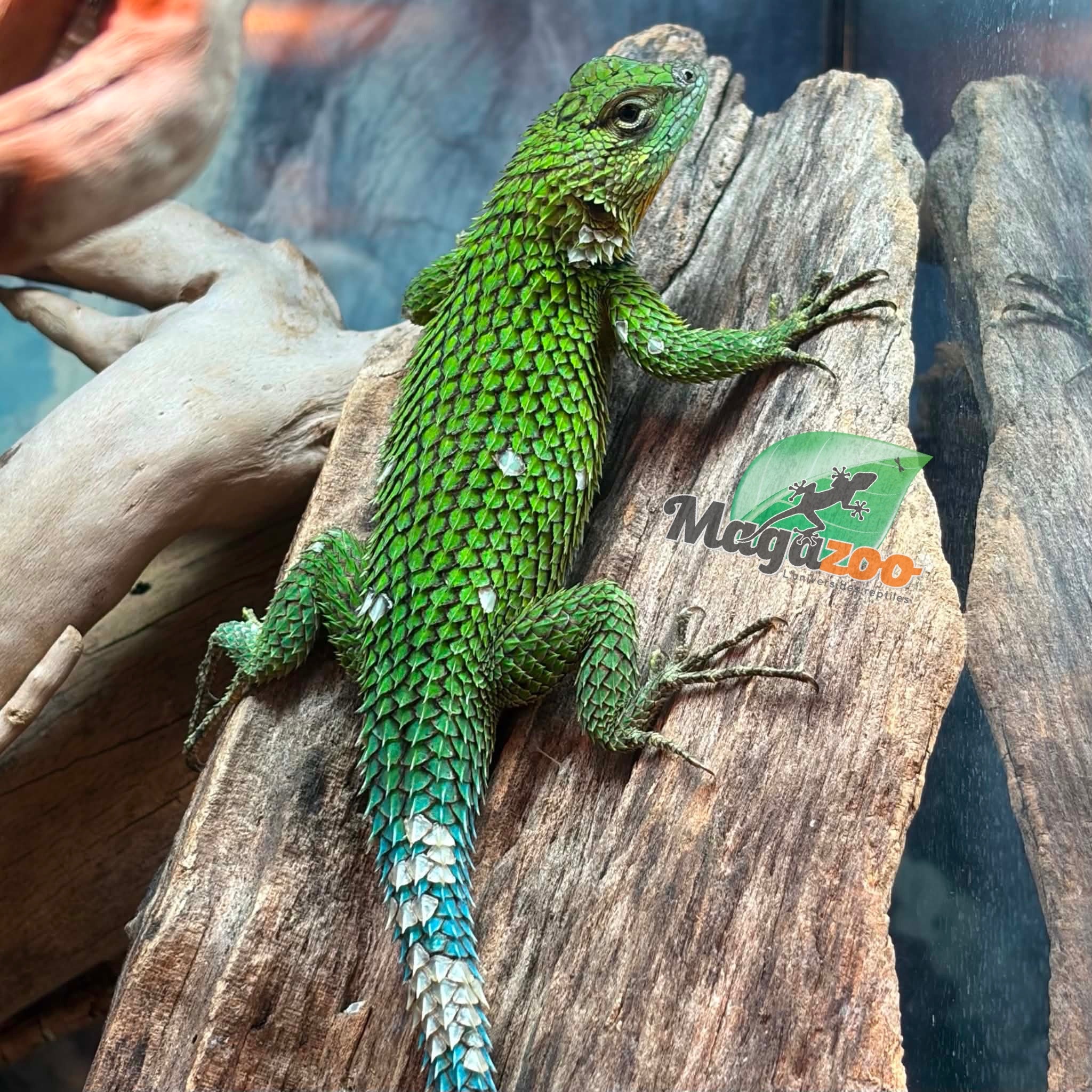 Magazoo Lézard Épineux Émeraude Mâle Adulte