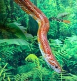 Magazoo Serpent des blés Régulier het. Ultramel Mâle 6 ans / Adoption 2ième chance