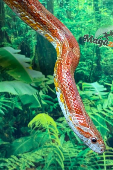 Magazoo Male Corn snake 6 years old / 2nd chance - Adoption