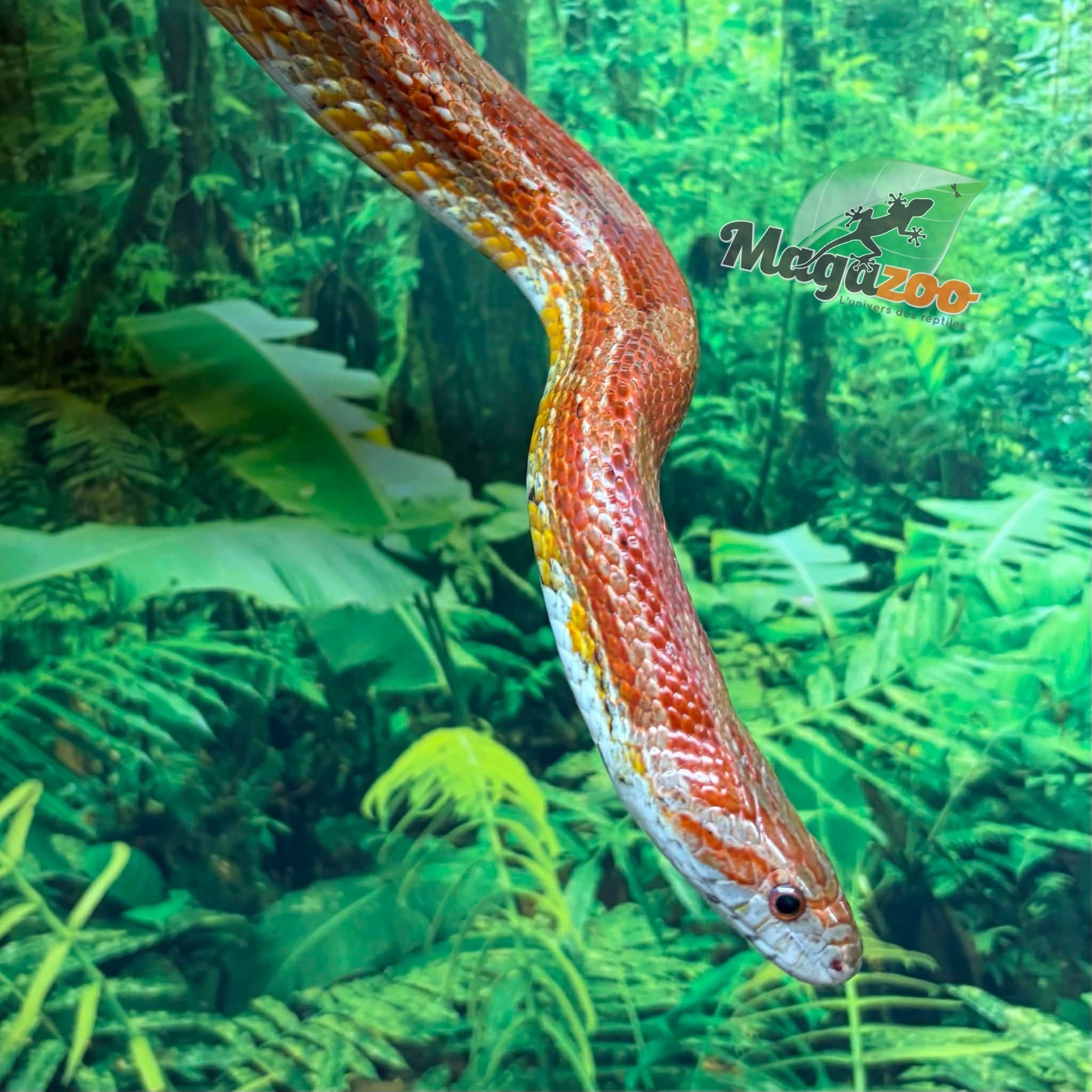 Magazoo Male Corn snake 6 years old / 2nd chance - Adoption