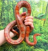 Magazoo Serpent des blés Régulier het. Ultramel Mâle 6 ans / Adoption 2ième chance