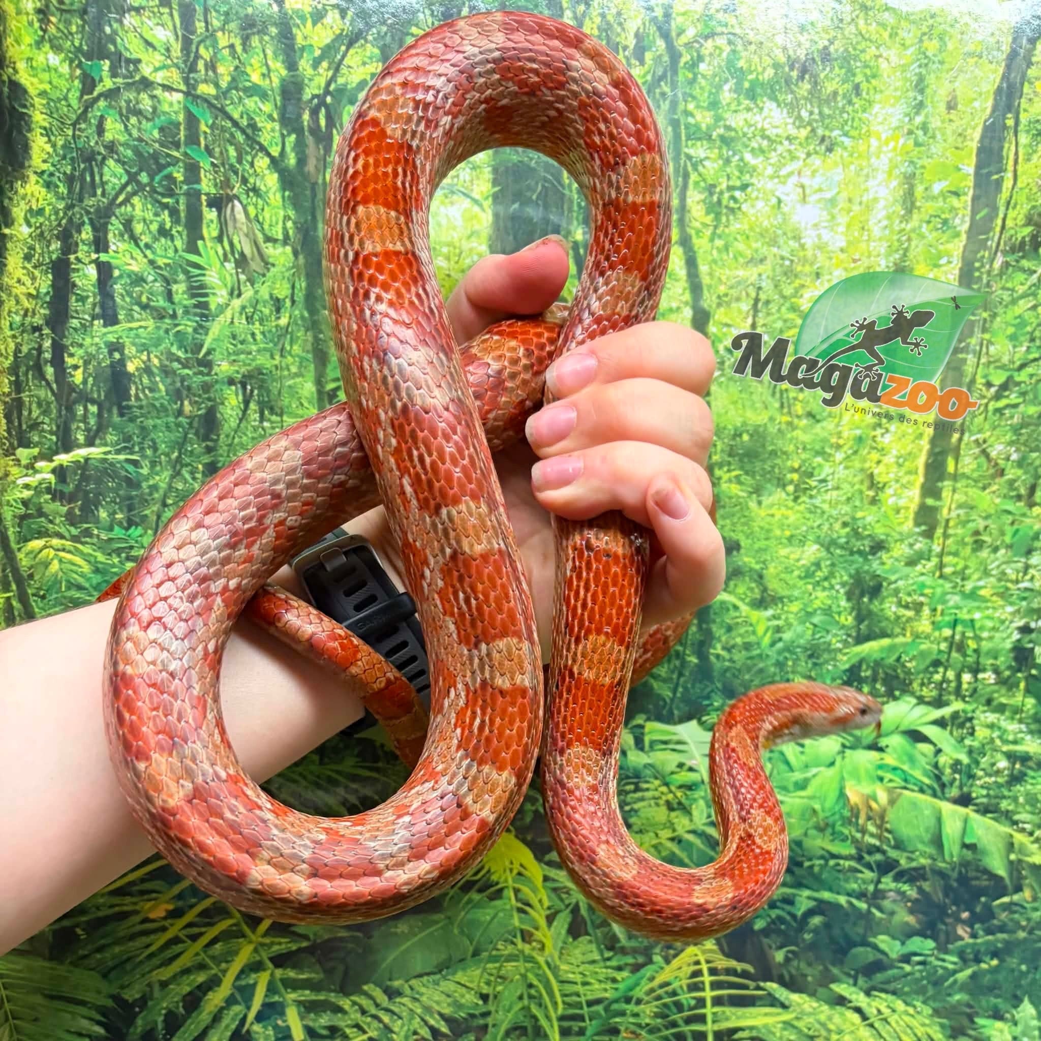 Magazoo Male Corn snake 6 years old / 2nd chance - Adoption
