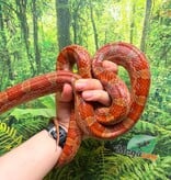 Magazoo Male Corn snake 6 years old / 2nd chance - Adoption