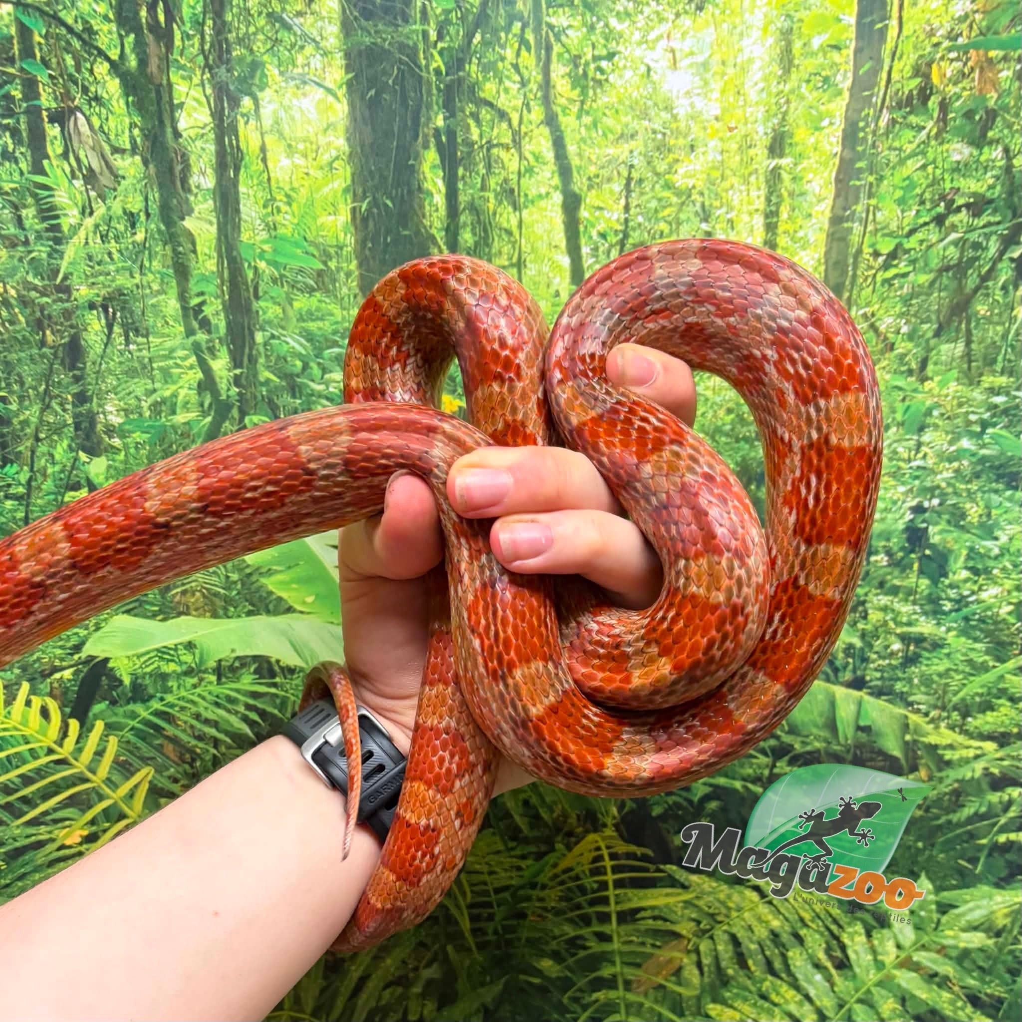 Magazoo Male Corn snake 6 years old / 2nd chance - Adoption