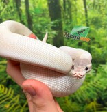 Magazoo BEL (Blue eye leucistic) Mâle Ball Python 6 months old