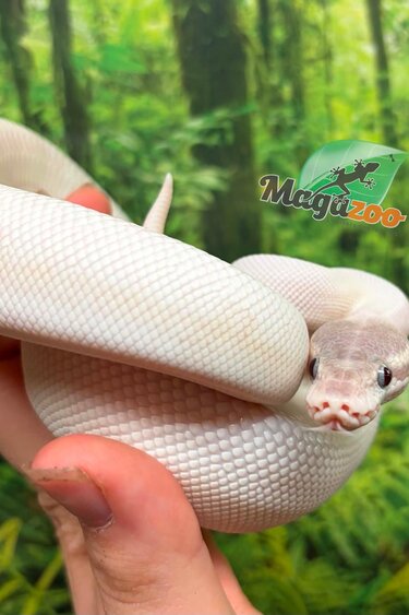 Magazoo BEL (Blue eye leucistic) Mâle Ball Python 6 months old