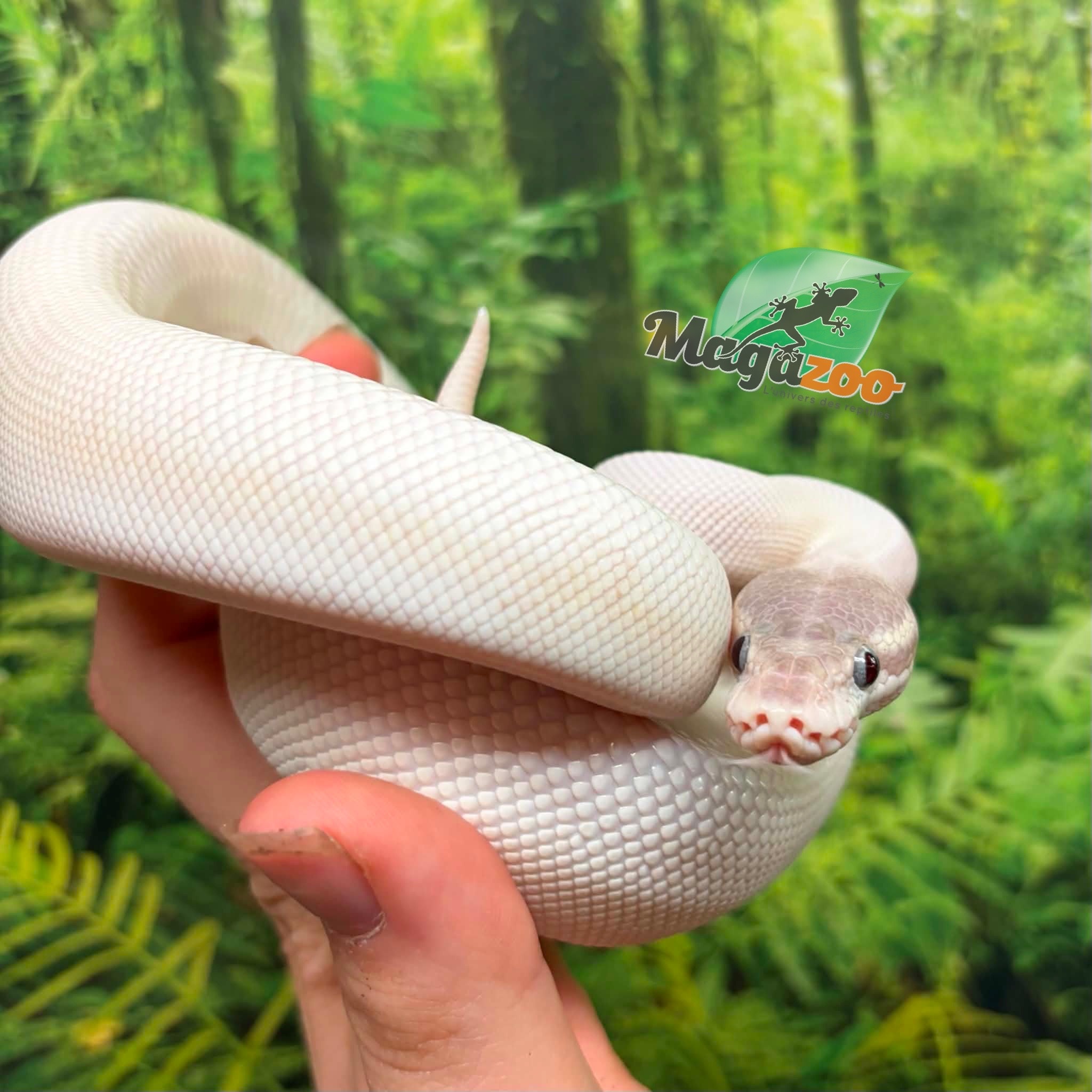 Magazoo BEL (Blue eye leucistic) Mâle Ball Python 6 months old