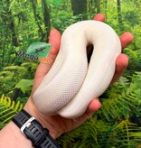 Magazoo Python royal BEL (Blue eye leucistic) Mâle 6 mois