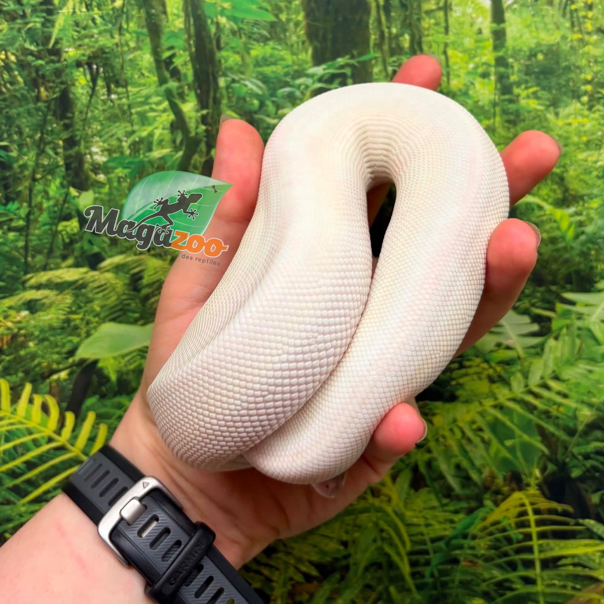 Magazoo BEL (Blue eye leucistic) Mâle Ball Python 6 months old