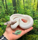 Magazoo Python royal BEL (Blue eye leucistic) Mâle 6 mois