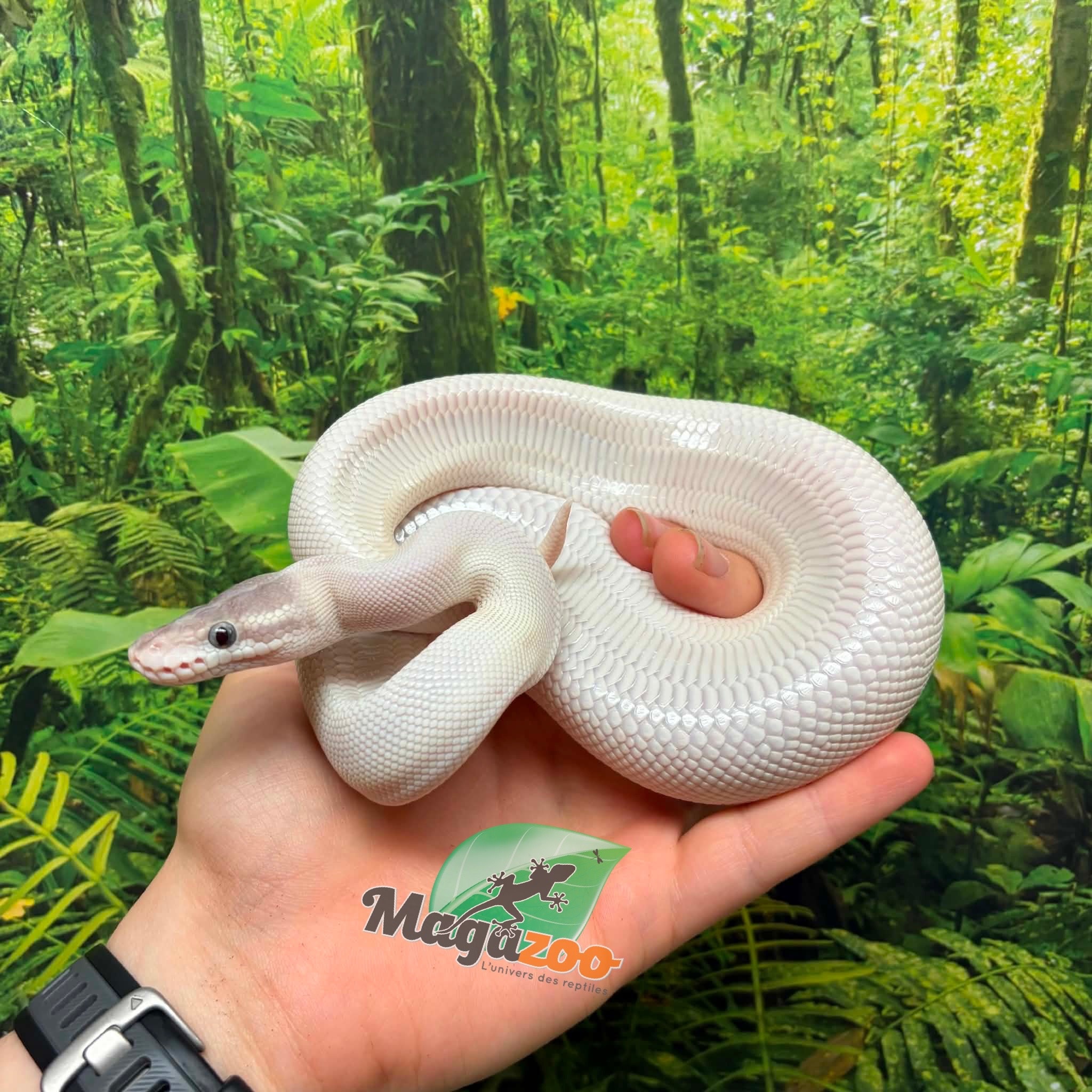 Magazoo Python royal BEL (Blue eye leucistic) Mâle 6 mois