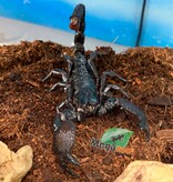 Magazoo Scorpion empereur Sub-Mâle adulte