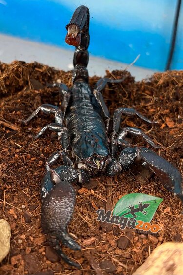 Magazoo Scorpion empereur Sub-Mâle adulte