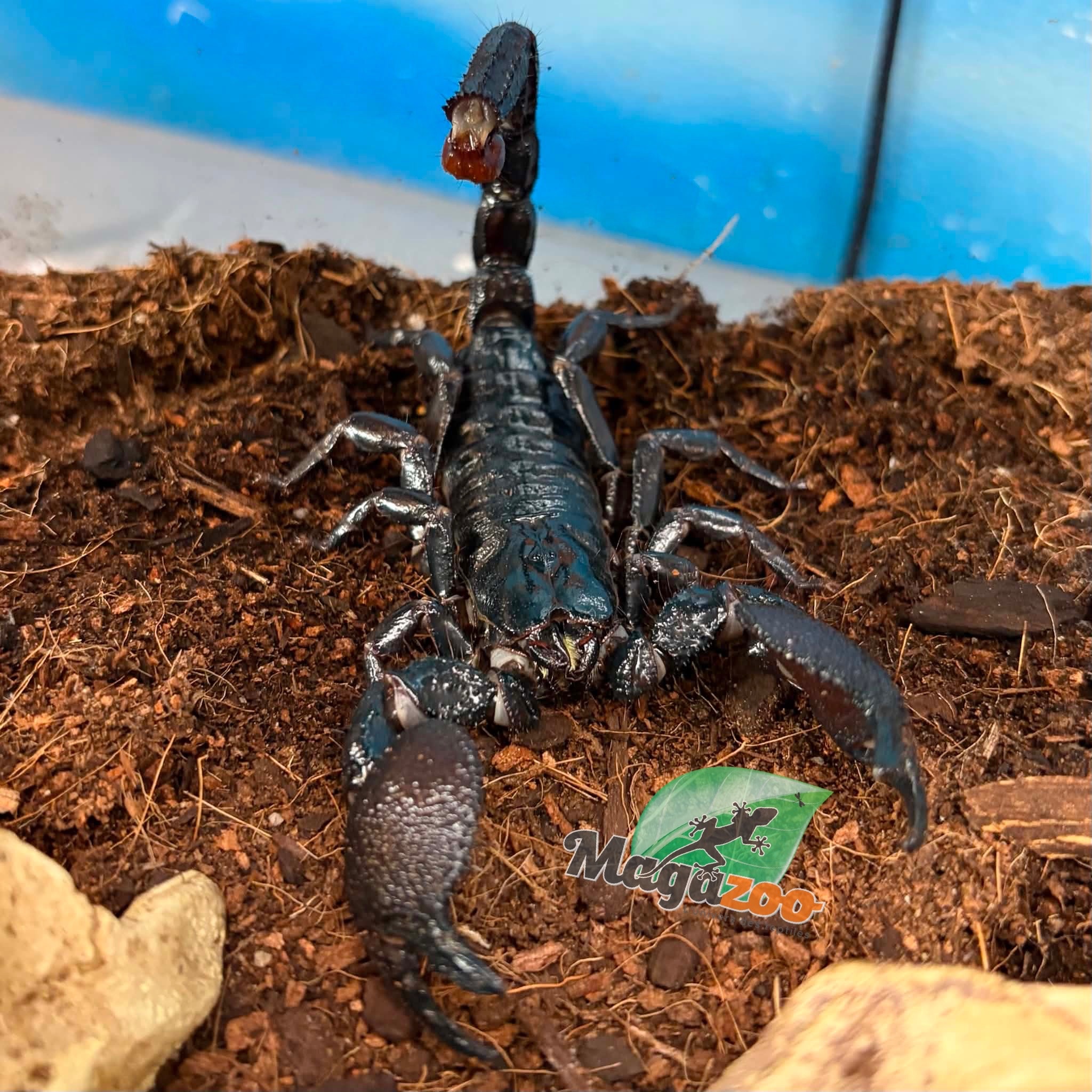 Magazoo Scorpion empereur Sub-Mâle adulte