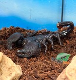 Magazoo Scorpion empereur Sub-Mâle adulte