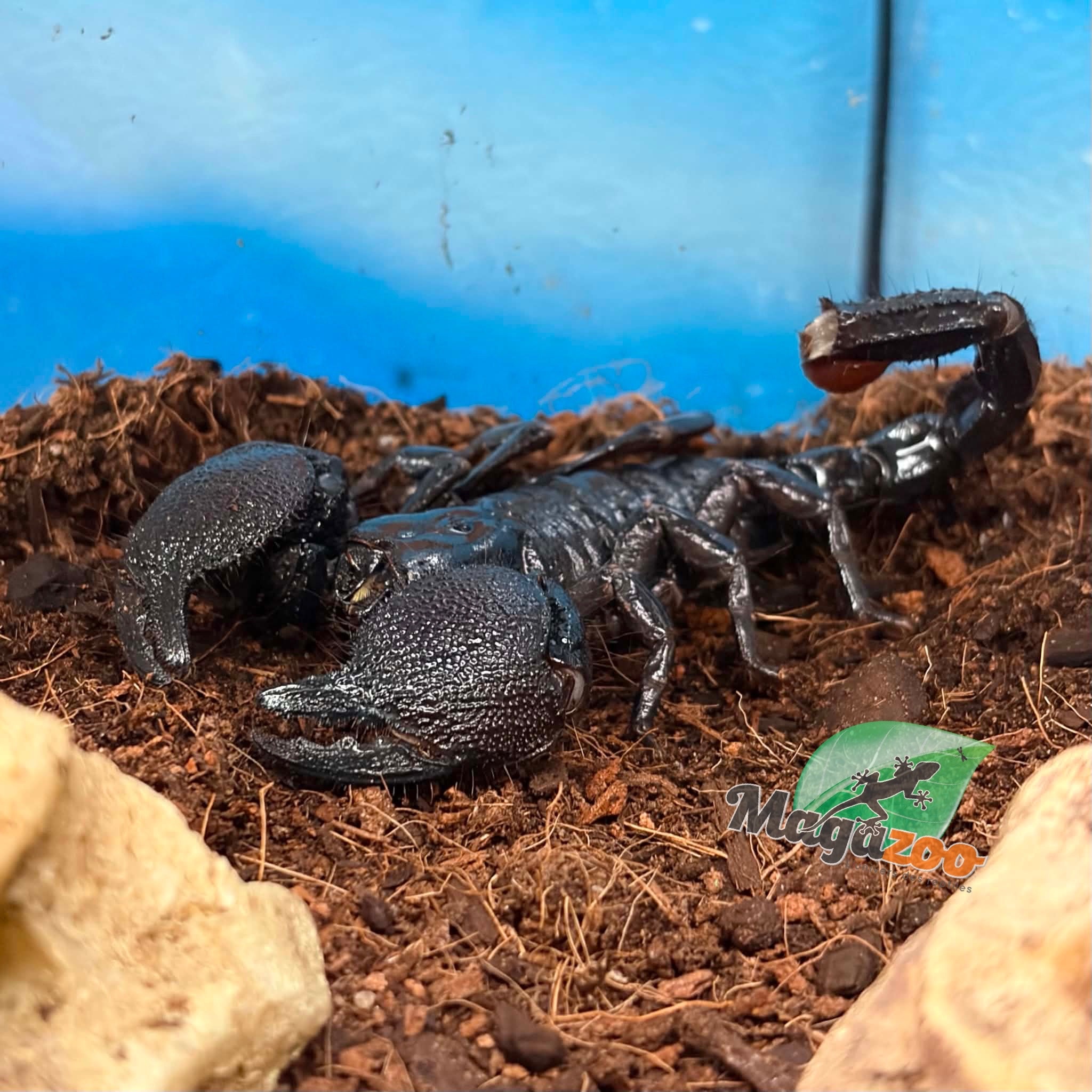 Magazoo Scorpion empereur Sub-Mâle adulte