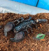 Magazoo Scorpion empereur Sub-Mâle adulte