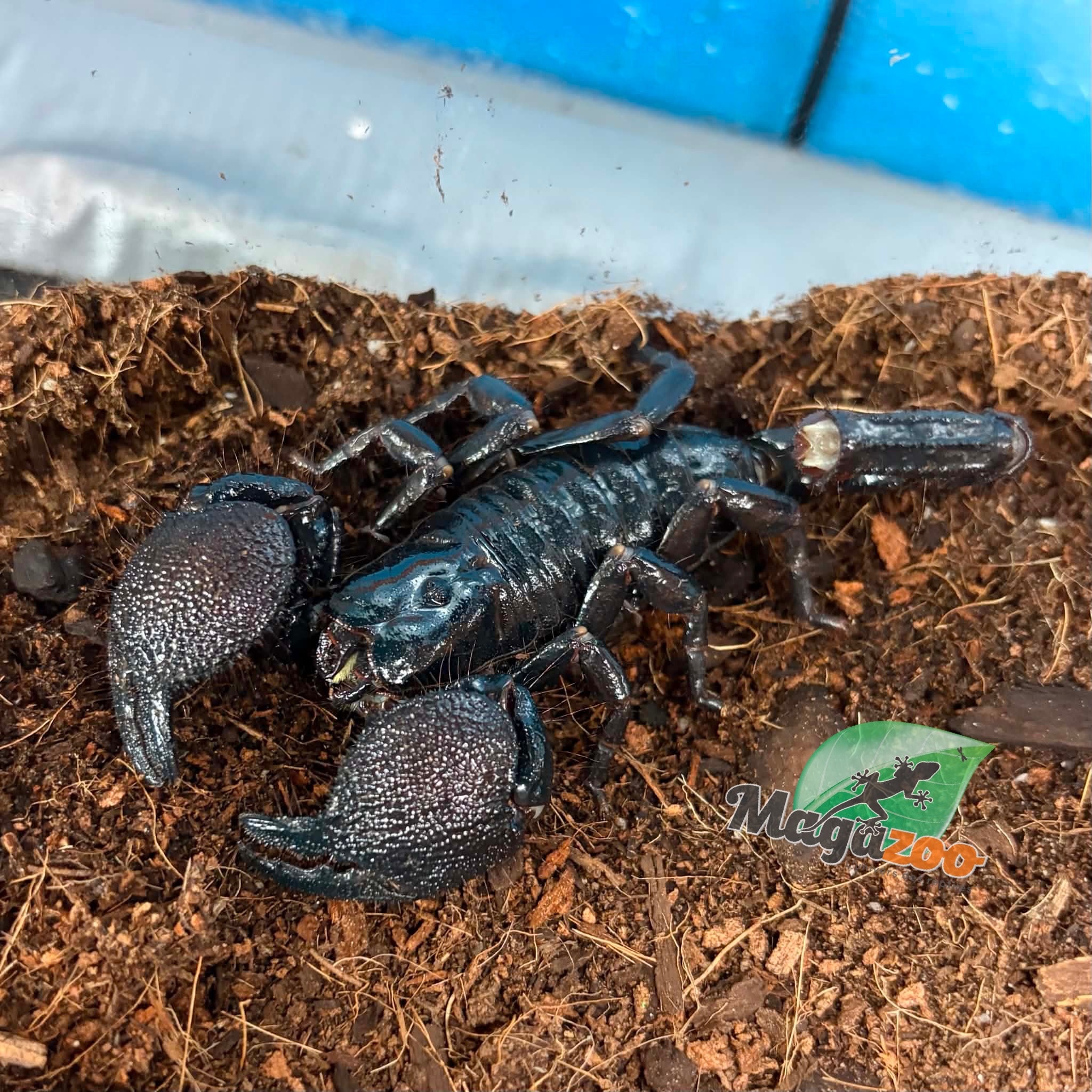 Magazoo Scorpion empereur Sub-Mâle adulte