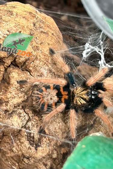 Magazoo Green Bottle Blue tarantula (1'') (Sold with enclosure) / Chromatopelma cyaneopubescens