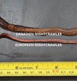 La Swamp LA SWAMP EARTH-ENC-15 Vers de terre / Earthworm (European Night Crawler) x15