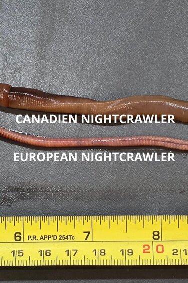 La Swamp LA SWAMP EARTH-ENC-15 Vers de terre / Earthworm (European Night Crawler) x15