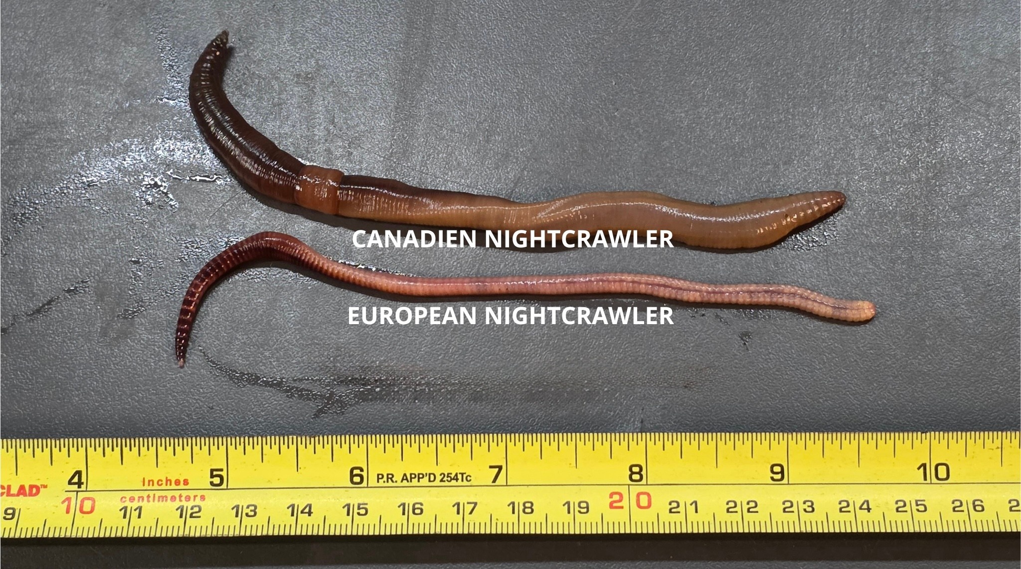 La Swamp LA SWAMP EARTH-ENC-15 Vers de terre / Earthworm (European Night Crawler) x15