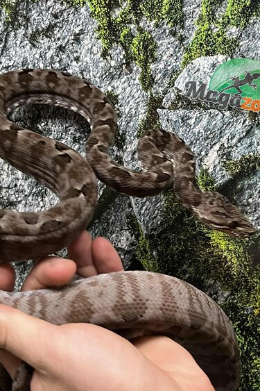 Magazoo Adult Female Amazone Tree Boa (ATB) #2