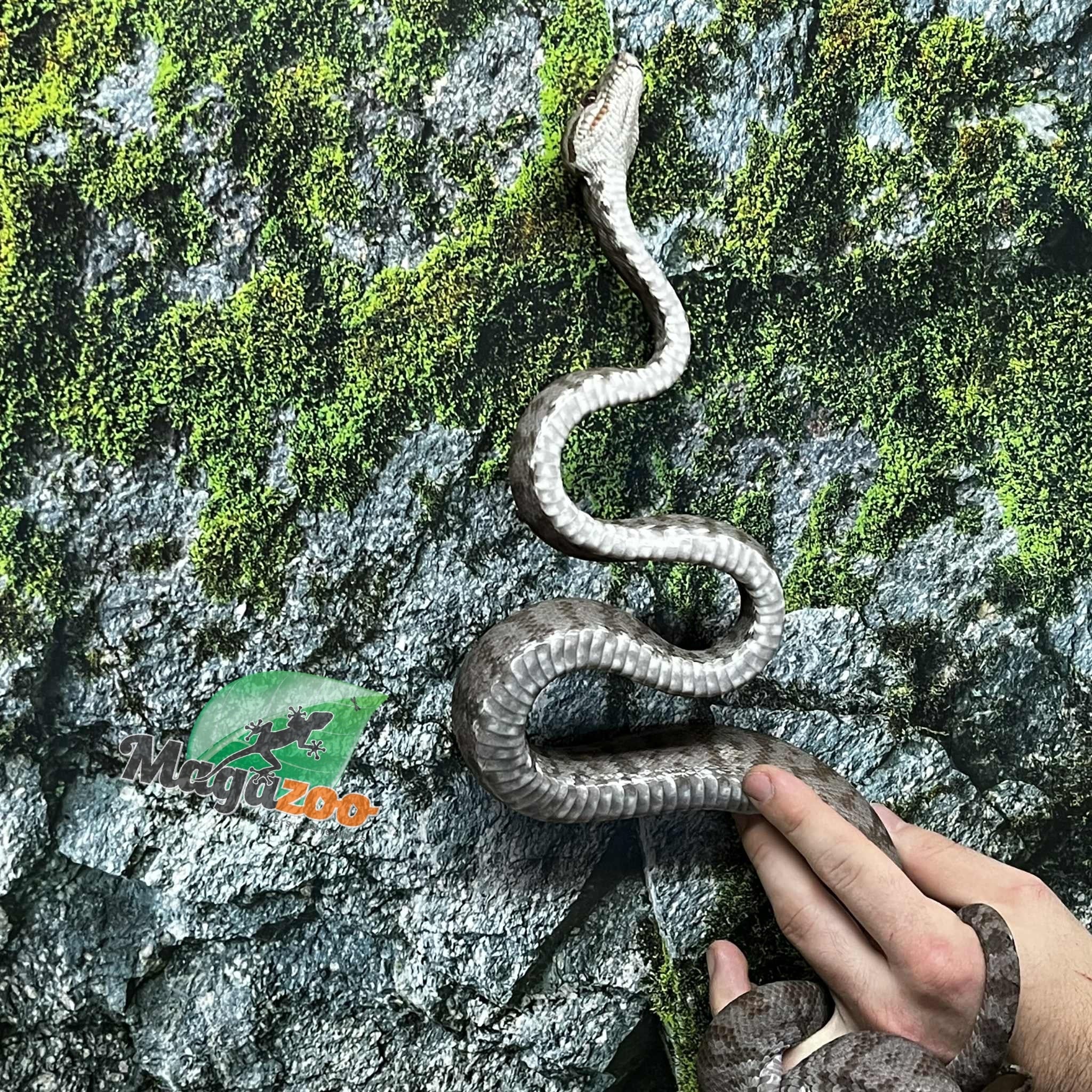 Magazoo Adult Female Amazone Tree Boa (ATB) #2