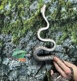 Magazoo Adult Female Amazone Tree Boa (ATB) #2