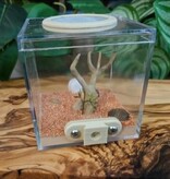 Magazoo Module 'Outworld' pour fourmis - Petit (Oh my Ants) 7 X 7 X 7cm