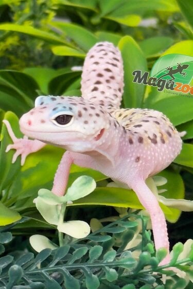 Magazoo Gecko léopard White & Yellow Het Diablo Blanco Femelle 29/03/26