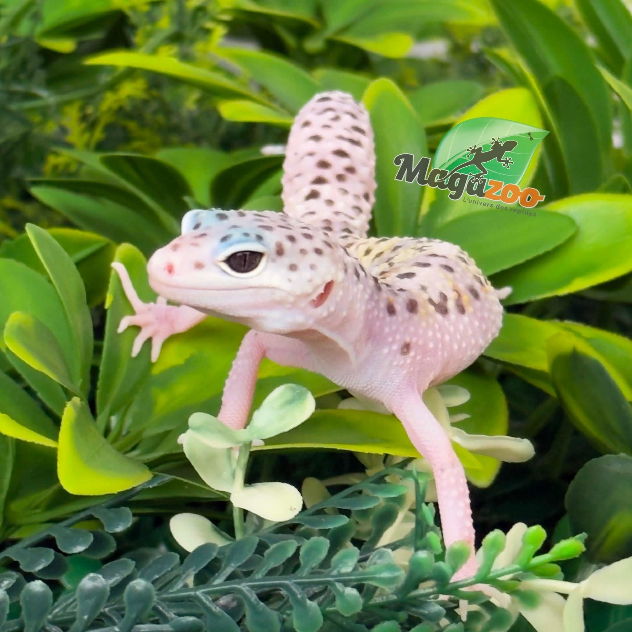 Magazoo Gecko léopard White & Yellow Het Diablo Blanco Femelle 29/03/26