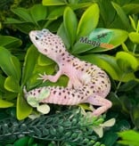 Magazoo Gecko léopard White & Yellow Het Diablo Blanco Femelle 29/03/26