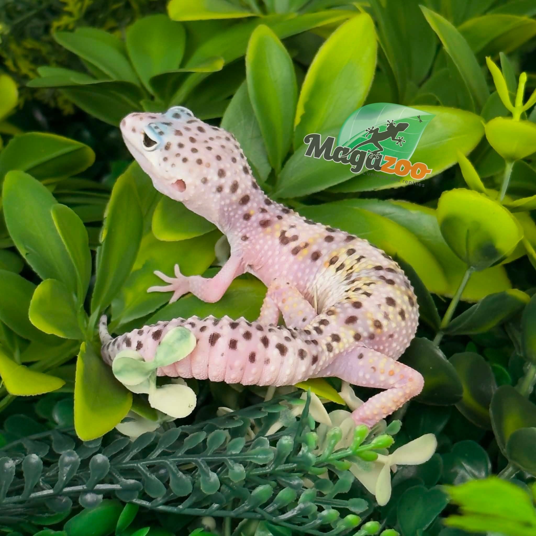 Magazoo Gecko léopard White & Yellow Het Diablo Blanco Femelle 29/03/26
