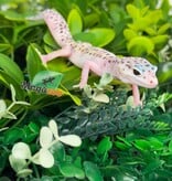 Magazoo Gecko léopard White & Yellow Het Diablo Blanco Femelle 29/03/26