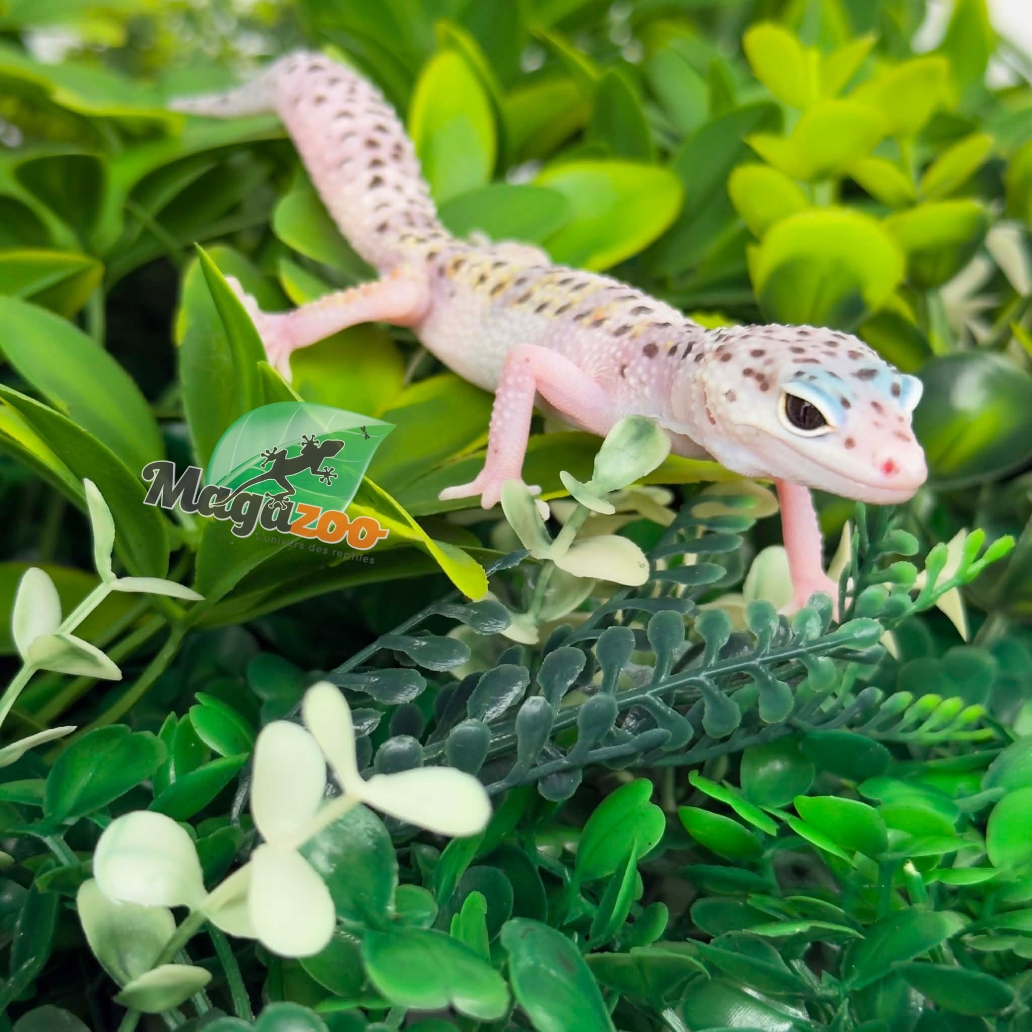 Magazoo Female White & Yellow Het Diablo Blanco Leopard gecko 03/29/26