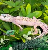 Magazoo Gecko léopard White & Yellow Het Diablo Blanco Femelle 29/03/26