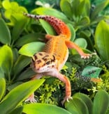 Magazoo Female Emerine Leopard Gecko 03/22/26