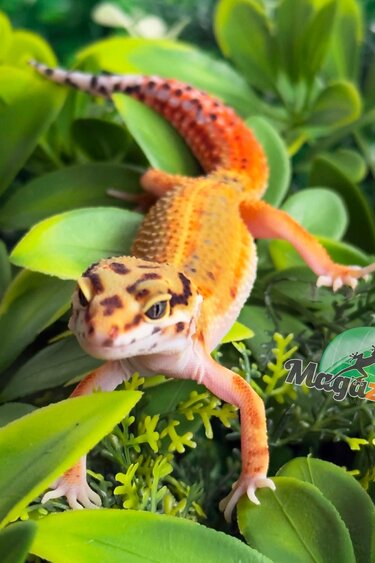 Magazoo Female Emerine Leopard Gecko 03/22/26