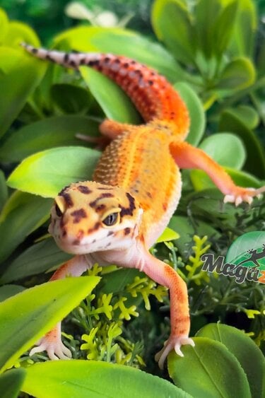 Magazoo Gecko Léopard Emerine Femelle 22/03/26
