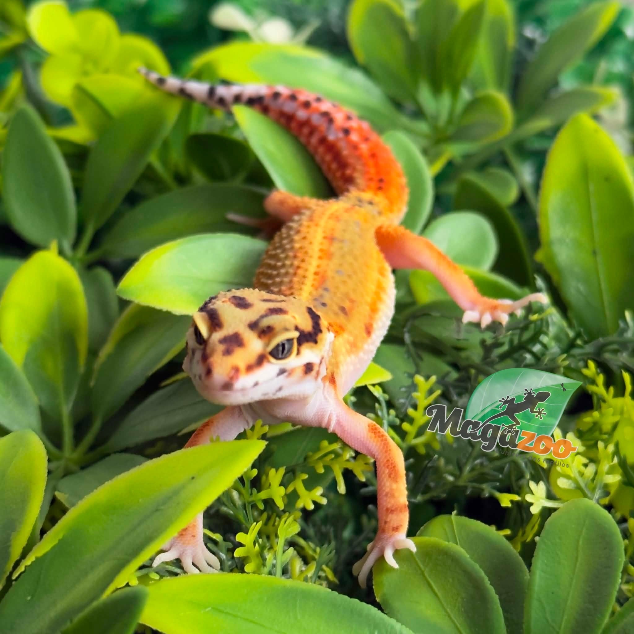 Magazoo Female Emerine Leopard Gecko 03/22/26