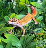 Magazoo Gecko Léopard Emerine Femelle 22/03/26