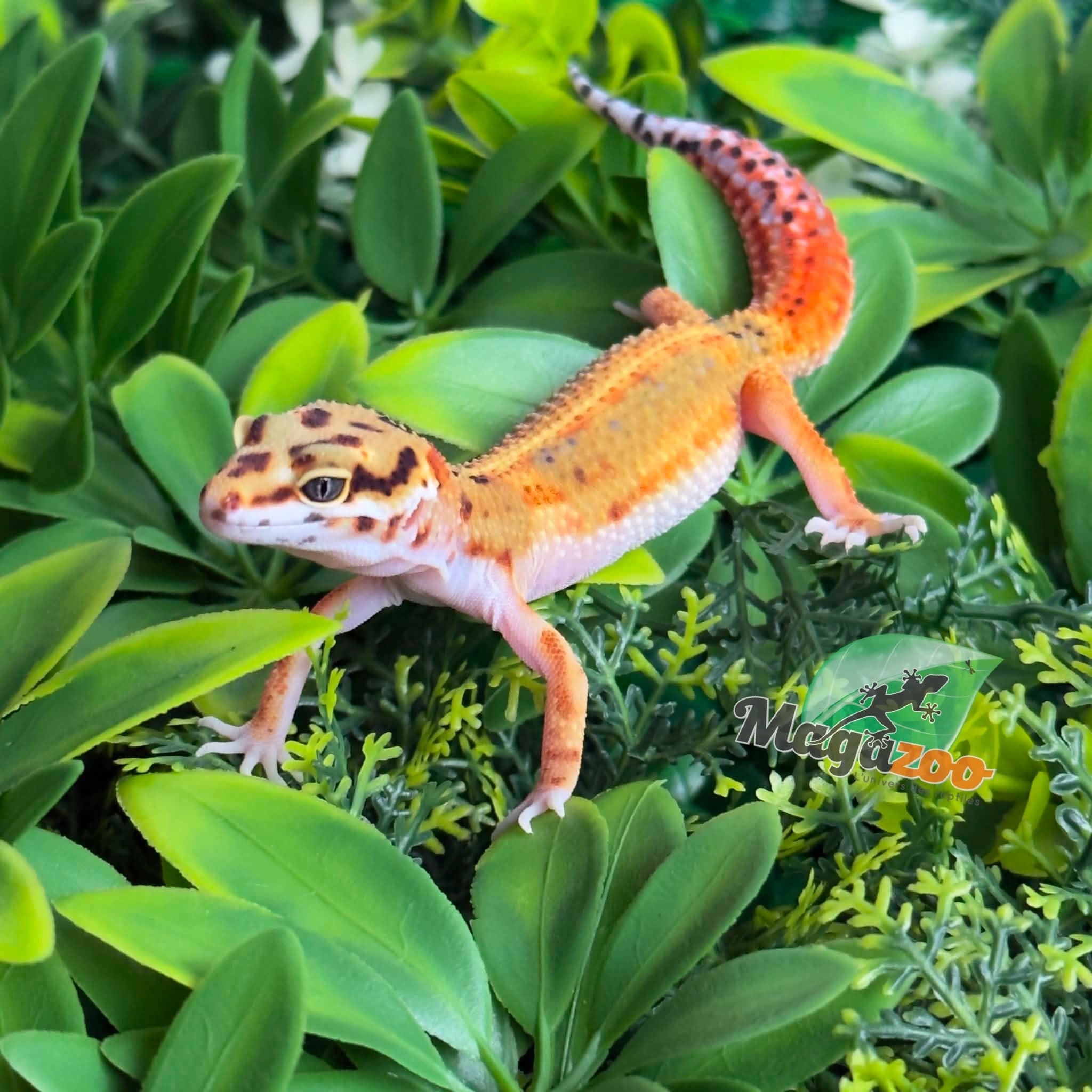 Magazoo Gecko Léopard Emerine Femelle 22/03/26