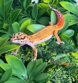 Magazoo Gecko Léopard Emerine Femelle 22/03/26