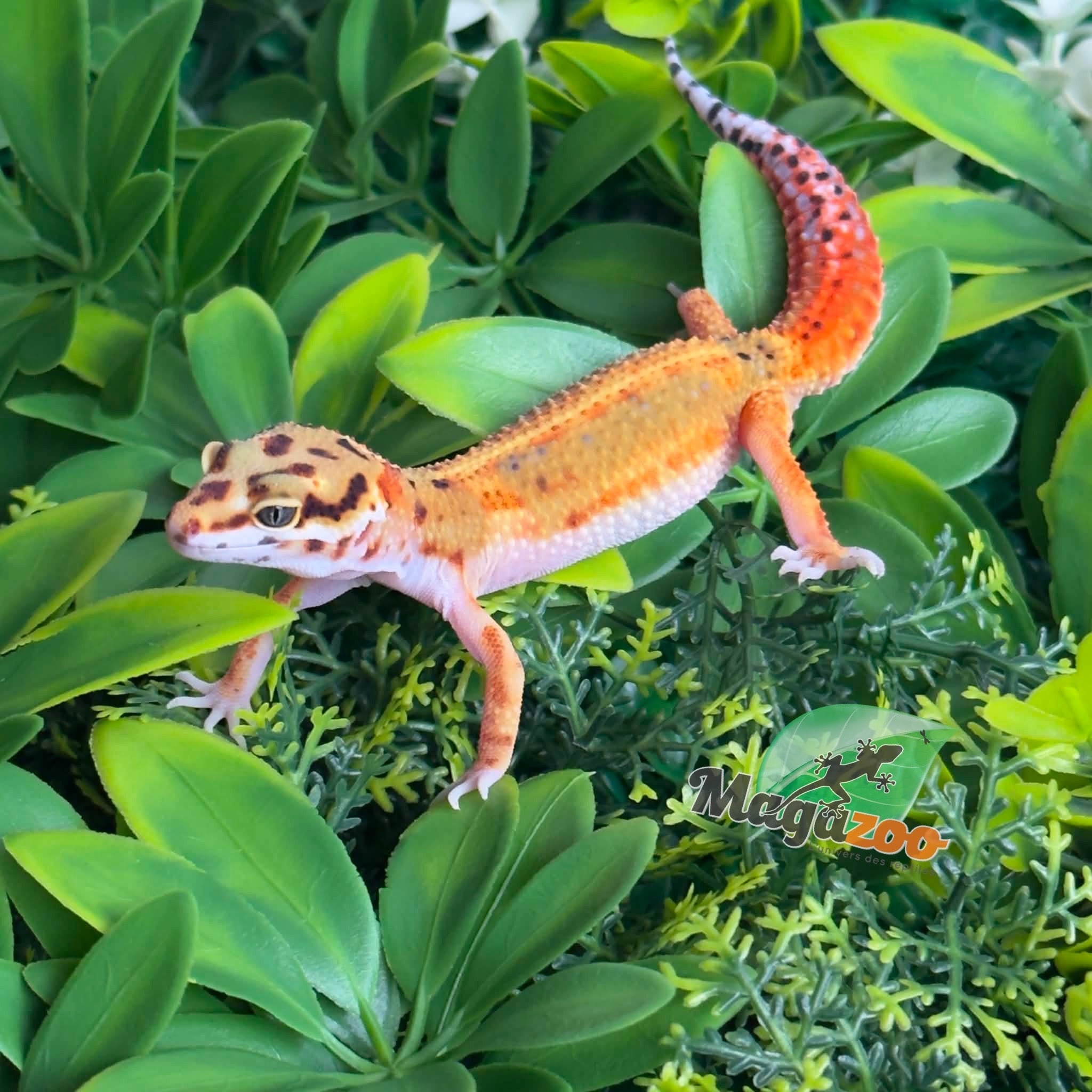 Magazoo Gecko Léopard Emerine Femelle 22/03/26