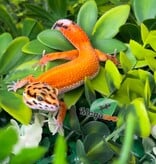 Magazoo Gecko léopard Tangerine Hypo Femelle 16/04/26