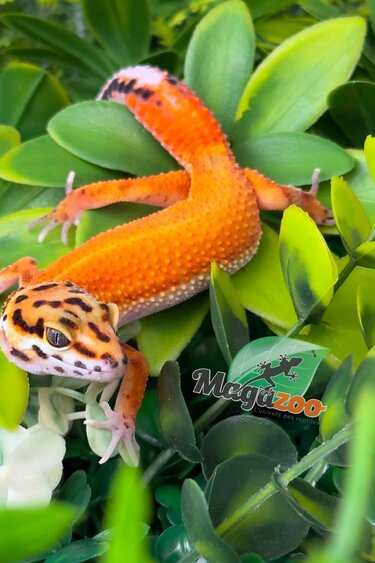Magazoo Female Tangerine Hypo Leopard Gecko 04/16/26